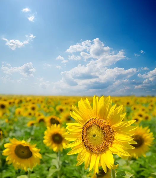 Sonnenblumenfeld unter bewölktem Himmel — Stockfoto