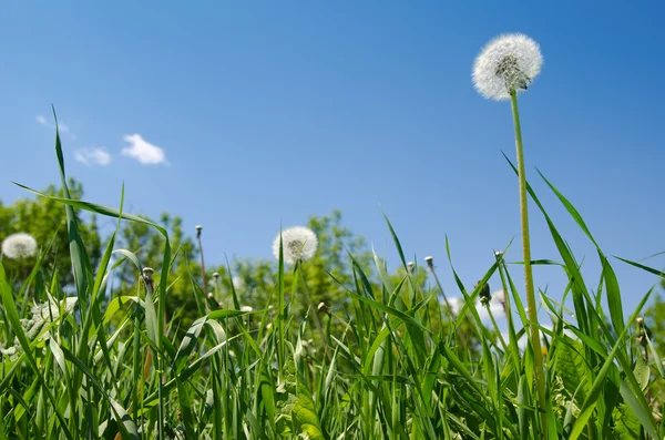 Mniszek lekarski na zielone pole pod błękitne niebo — Zdjęcie stockowe