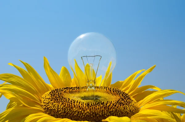 Žárovka v slunečnice — Stock fotografie
