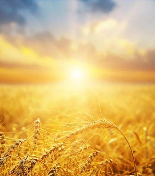 Golden wheat field and sunset — Stock Photo, Image