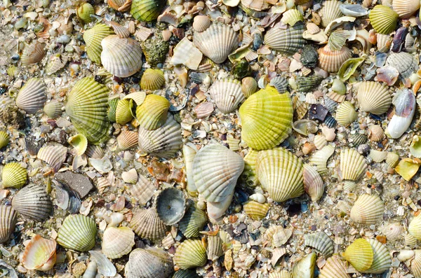 stock image Green sea shells with sand