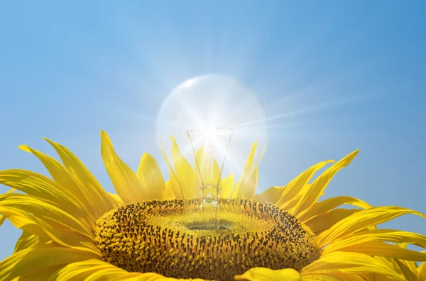 Bulb in sunflower with reflections — Stock Photo, Image