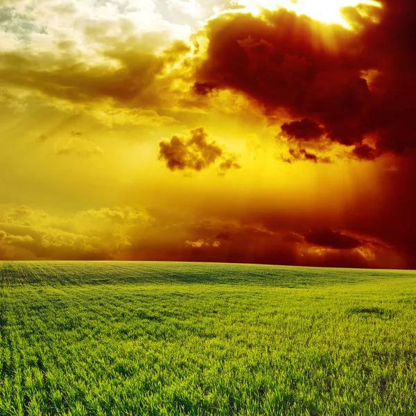 Драматический закат над зеленым полем — стоковое фото