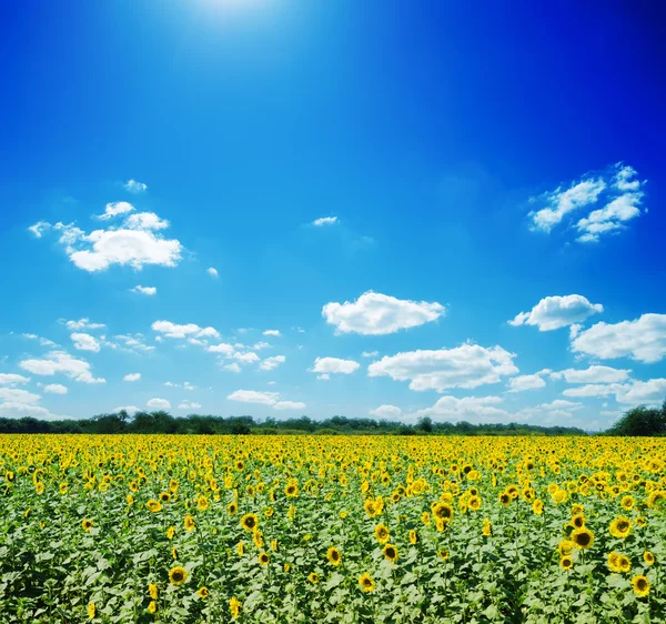 Campo de girasoles y nubes blancas en el cielo azul — Foto de Stock