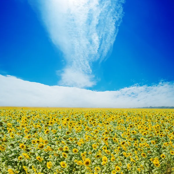 Ayçiçekleri alanı ve mavi gökyüzü üzerinde beyaz bulutlar — Stok fotoğraf