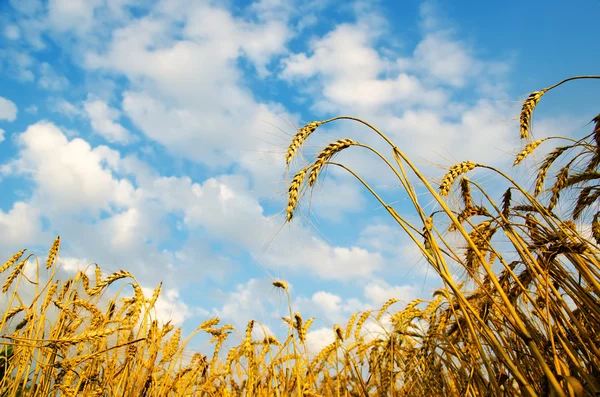 Golden wheat ears with blue sky over them. south Ukraine — Stock Photo, Image