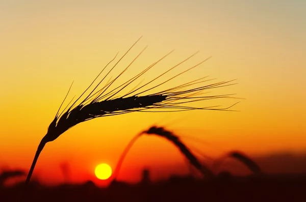Espiga de trigo maduro con sol de fondo — Foto de Stock