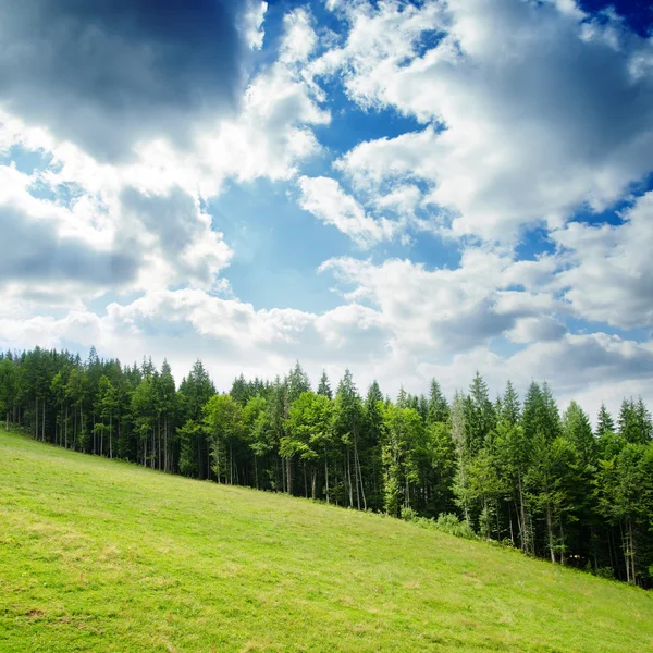 Paisagem de montanha verde com árvores nos Cárpatos — Fotografia de Stock
