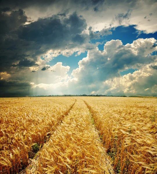 Dramatische hemel over gouden veld — Stockfoto