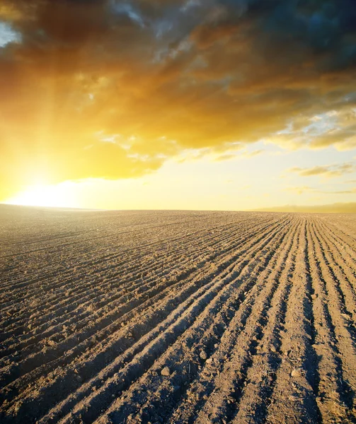 stock image Agricultural black field and sunset