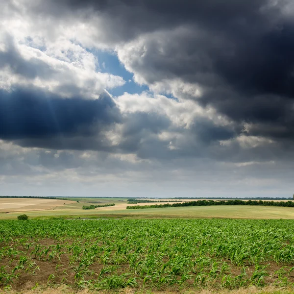 Campo con maíz verde bajo un cielo dramático — Foto de Stock