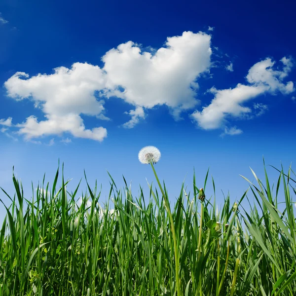 Viejo diente de león en el campo de hierba verde y el cielo azul — Foto de Stock