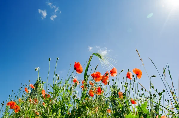 Güneşli gökyüzü altında haşhaş çiçekleri — Stok fotoğraf