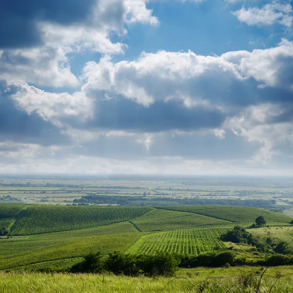 Met het oog op wijngaard — Stockfoto