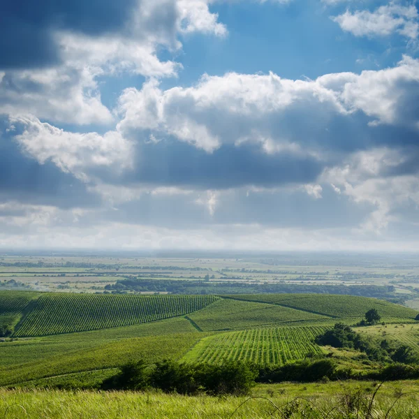 Blick auf Weinberg — Stockfoto