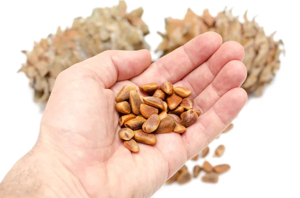 Шишки и из сибирского кедра кедровые орехи в руке — стоковое фото