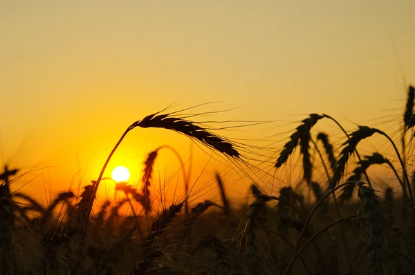 Campo con espigas de oro de trigo en la puesta del sol — Foto de Stock