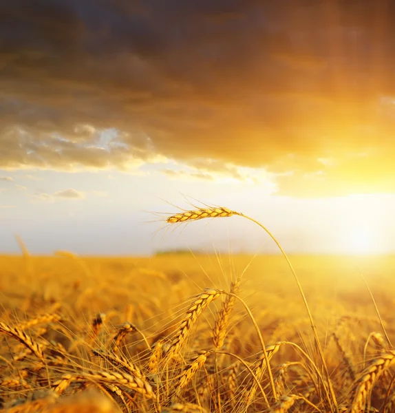 Campo com espigas de ouro de trigo ao pôr do sol — Fotografia de Stock