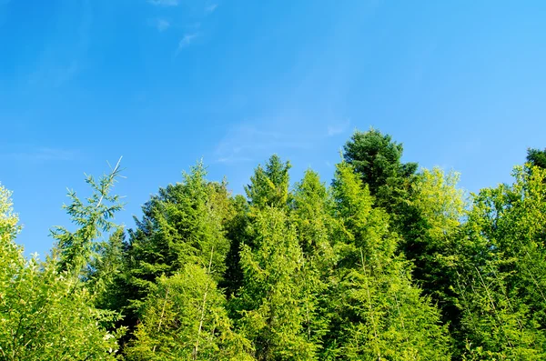 Dennenbos onder diep blauwe lucht in berg Karpaten — Stockfoto