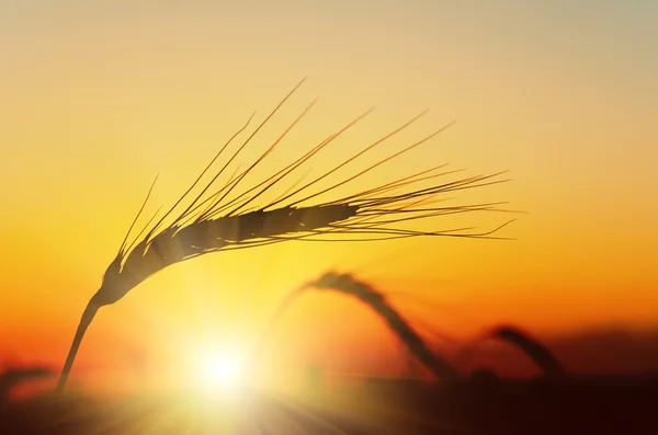 Golden sunset over wheat field Royalty Free Stock Photos