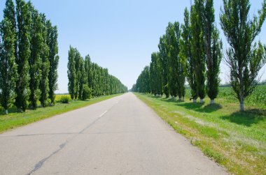 ufuk ağaçlarda giden yol