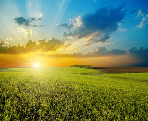 Pôr do sol sobre campo verde agrícola — Fotografia de Stock