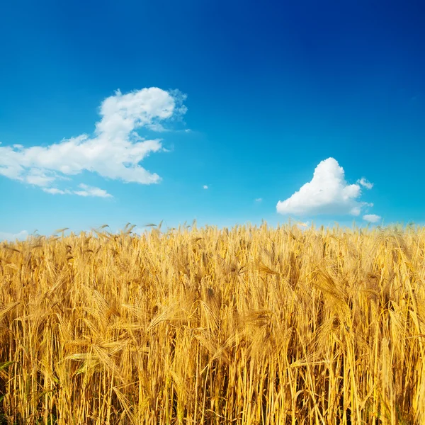 Gouden oogst op veld onder diep blauwe hemel — Stockfoto