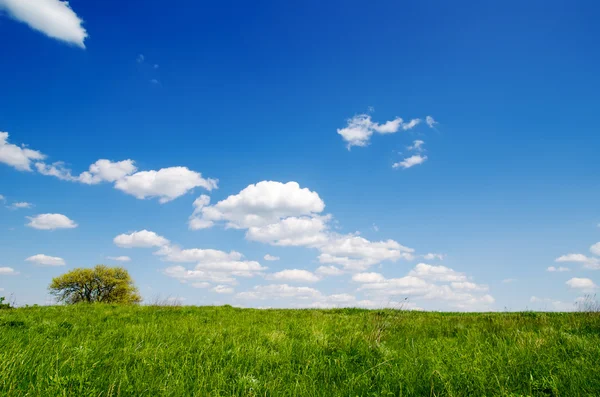 Grönt gräs under djupa blå himmel med moln — Stockfoto