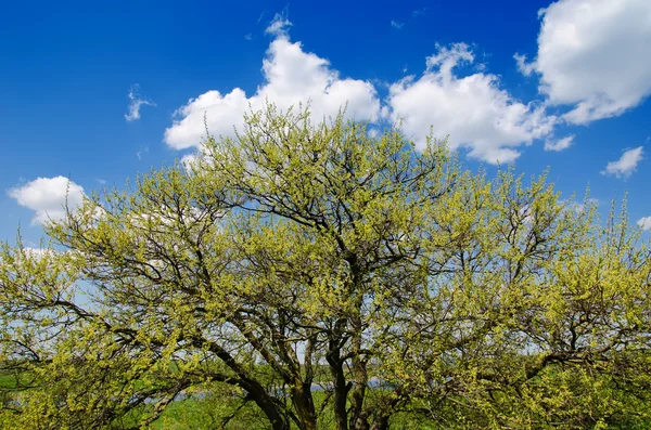 Árvore de primavera sob nuvens — Fotografia de Stock