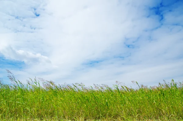 Hierba verde bajo el cielo azul —  Fotos de Stock