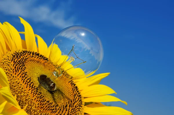 Old light bulb and sunflower — Stock Photo, Image