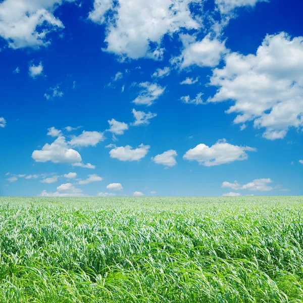 Alan bulutlar ile derin mavi gökyüzü altında yeşil sudan otu ile — Stok fotoğraf