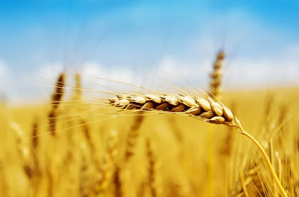Golden harvest närbild — Stockfoto