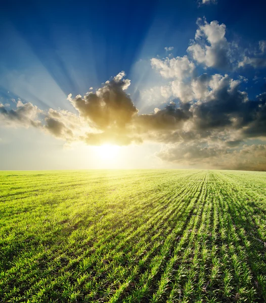 Sunset over agricultural green field — Stock Photo, Image