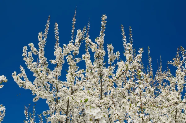 Bloeiende lenteboomtakken met witte bloemen boven de blauwe hemel — Stockfoto