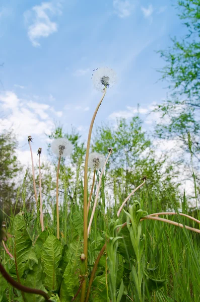 Old dandelion in green grass field and blue sky — Stock Photo, Image