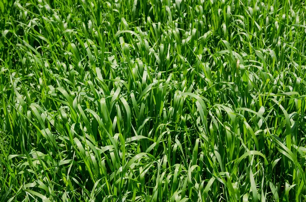 Zielona trawa jako tło — Zdjęcie stockowe