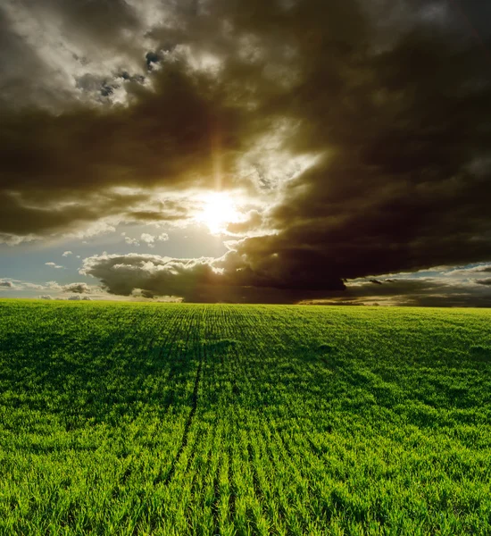 Agricultural green field and dramatic sunset — Stock Photo, Image