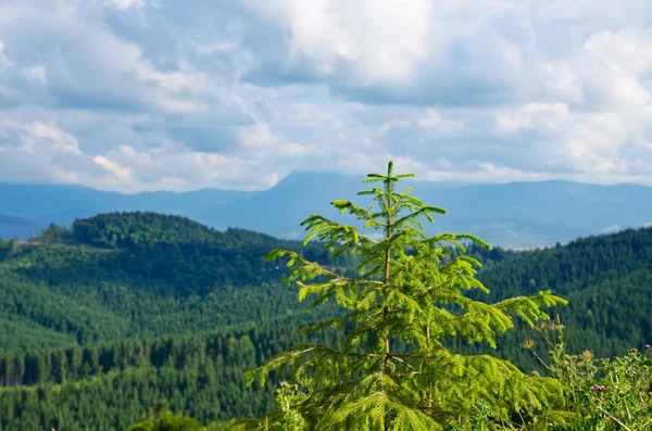 Pine tree closeup over mountain Carpathians — Stock Photo, Image