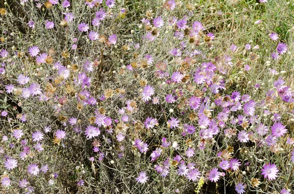 Fleurs violettes sur prairie — Photo