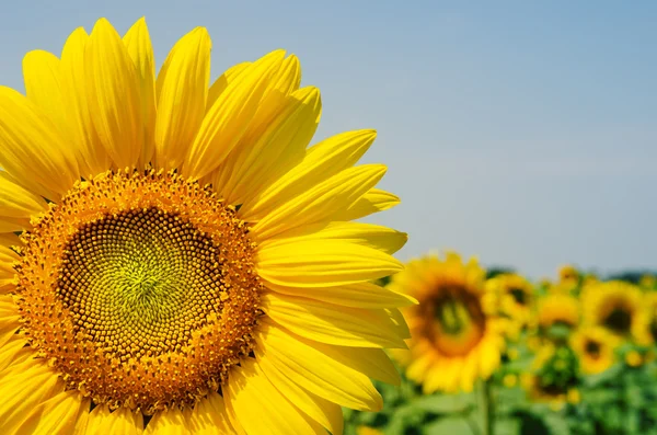 Part of sunflower over field — Stock Photo, Image