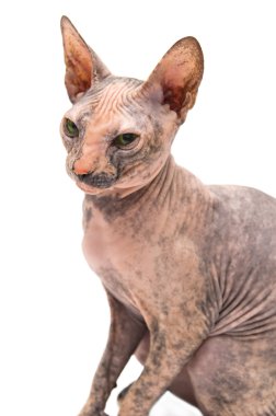 Genç don sphynx