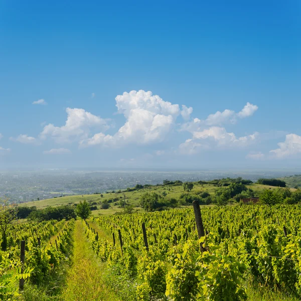 Visa till vingård i Ukraina — Stockfoto