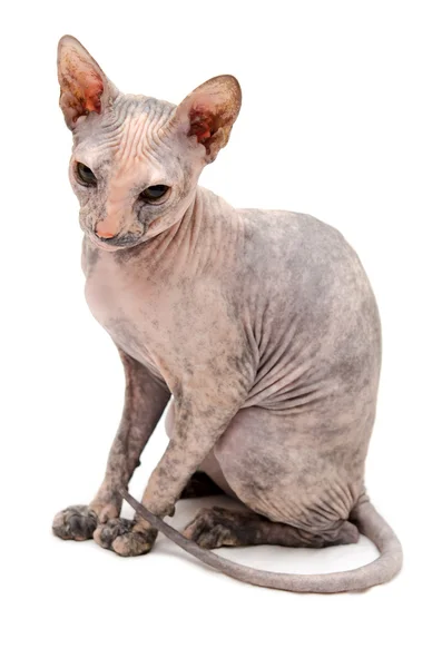 stock image Young Don Sphynx