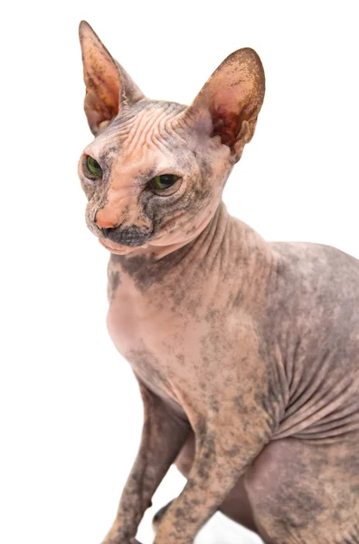 stock image Young Don Sphynx