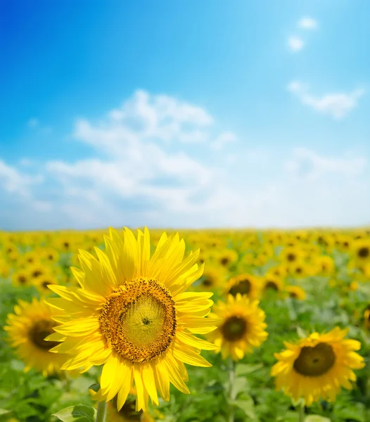 Sunflower close up on field — Stock Photo, Image