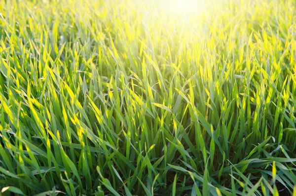 Gras onder zonnige — Stockfoto