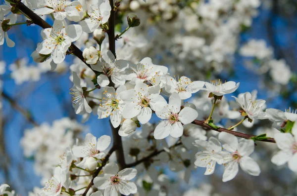 Blooming spring tree branches with white flowers — Stock Photo, Image