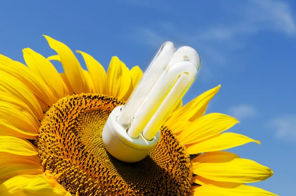 Energiebesparende lamp in zonnebloem — Stockfoto
