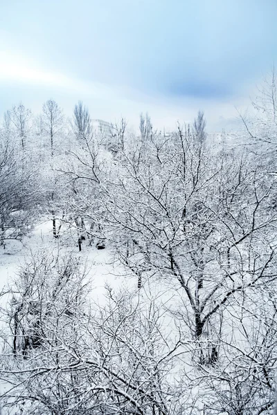 stock image Winter landscape with falling snow